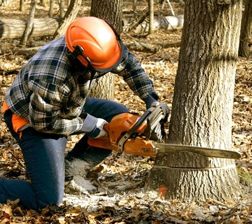 Tree Removal in Saffell, AR